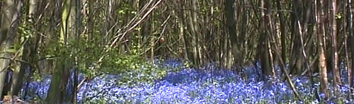 Woodland Bluebells